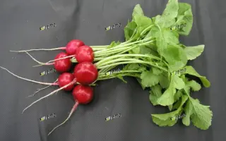 ТЕРЦИЯ / TERCIA