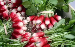 СЛАВИЯ / SLAVIA