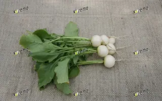 БЛАНКА / BLANKA