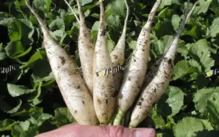 РАМПОУЧ / RAMPOUCH