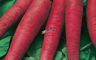 КАРМИНА / KARMINA