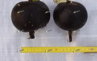 КУЛАТА / KULATA