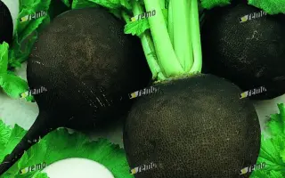 ПАНТЕР / PANTER