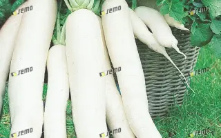 ЯПАНА F1 / JAPANA F1