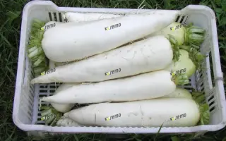 ЯРОЛА F1 / JAROLA F1