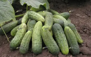 БЛАНКА F1 / BLANKA F1