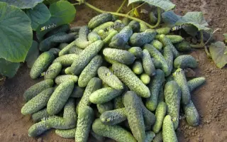 ШАНТАЛЬ F1 / CHANTAL F1