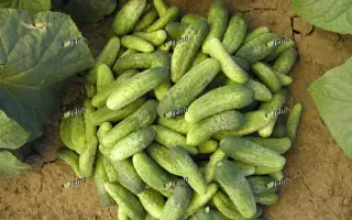 ИВОННА F1 / IWONA F1