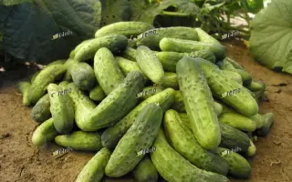 ИВОННА F1 / IWONA F1