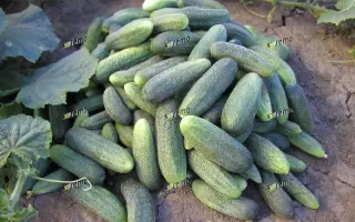 СОНАДА F1 / SONADA F1