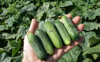 ХАРИЕТ F1 / HARRIET F1