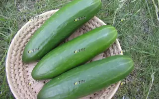 БЕЙБИ F1 / BABY F1