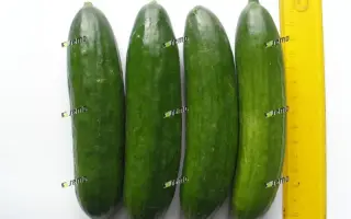 БЕЙБИ F1 / BABY F1