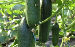 МИНИСПРИНТ F1 / MINISPRINT F1