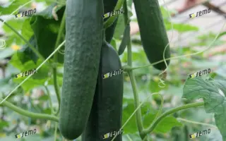 ПАЛАДИНКА F1 / PALADINKA F1