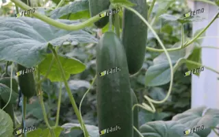 ПАЛАДИНКА F1 / PALADINKA F1