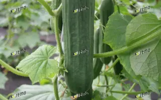 ЭМИЛИ F1 / EMILIE F1