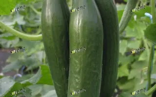 ЭМИЛИ F1 / EMILIE F1