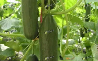 ФОРМУЛА F1 / FORMULE F1