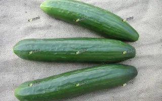 ФОРМУЛА F1 / FORMULE F1