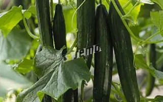 СУПЕРСТАР F1 / SUPERSTAR F1