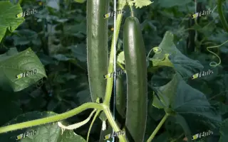 ТРИБУТ F1 / TRIBUTE F1