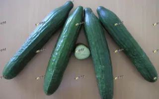 ТРИБУТ F1 / TRIBUTE F1