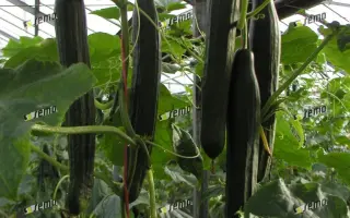 ВИСТА F1 / VISTA F1