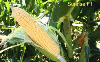 Санрайз F1 / Sunrise F1