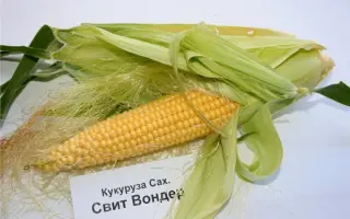 Свит Вондер F1 / Sweet Wonder F1