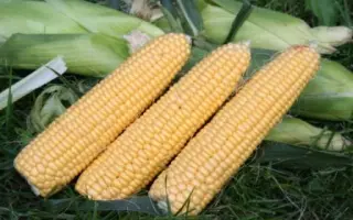 Свит Имидж F1 / Sweet Image F1