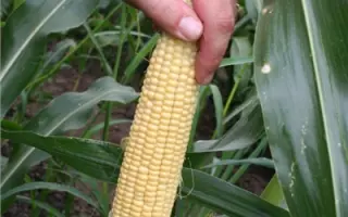 Свит Наггет  F1 / Sweet Nagget F1