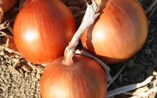 АМБРА F1 (CRX 2344) / AMBRA F1