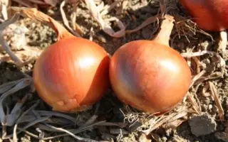 АМИКА F1 / AMIKA F1