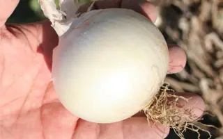 ВАЙТ РОК F1 (CRX 1538) / WHITE ROCK F1