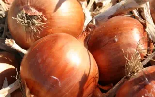 РАНКО F1 (CRX 2377) / RANKO F1