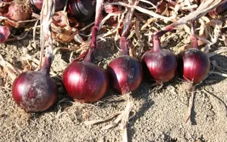 РЕД МУН F1 (CRX 3741) / RED MOON F1