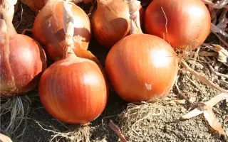 ЭЛЕНКА F1 (CRX 2399)