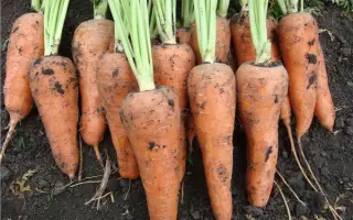 Шантанэ Ройал