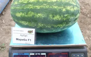 Марибо F1 / Maribo F1