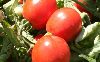 Албароссо F1 / Albarosso F1