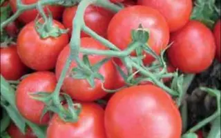 ЛАПИЛЛО F1 (CRX 71888)