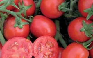 РОСТА F1 (CRX 71777) / ROSTA F1