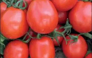 ФАНТЕР F1 (CRX 71056)