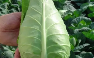 Орион  F1 / Orion F1