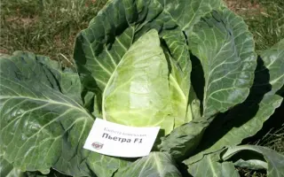 Петра F1 / Petra F1