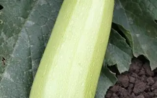 АЛЕКСАНДРИЯ F1