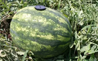 Фурия F1 (CRX 10555 F1) 