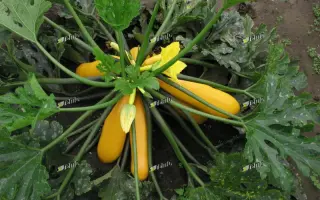 ГОЛДЛАЙН F1 / GOLDLINE F1