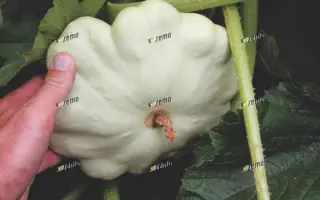 ДЕЛИКАТЕС / DELIKATES